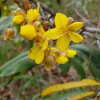 Ochna jabotapita L.